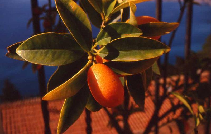 8-Taormina,12 aprile 1998.jpg
